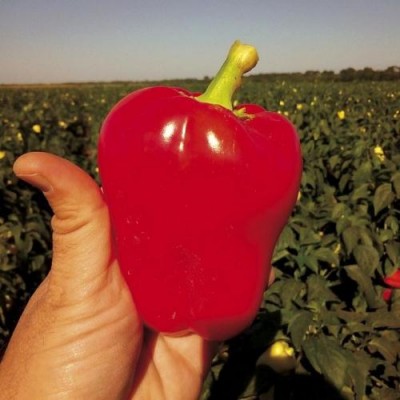 Семена перца Фиджи (Родна) F1 (1000сем.), Libra Seeds (Erste Zaden)